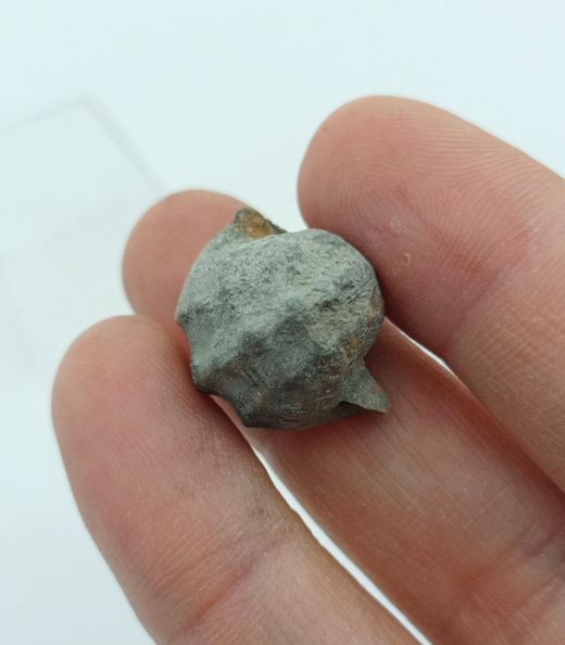 Pharkidonotus percarinatus - Ref1
