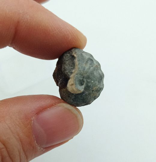 Pharkidonotus percarinatus - Ref1