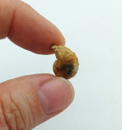 Pharkidontus percarinatus - Ref2