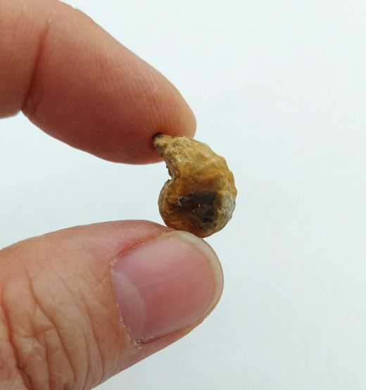 Pharkidontus percarinatus - Ref2