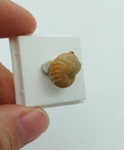 Pharkidontus percarinatus - Ref2