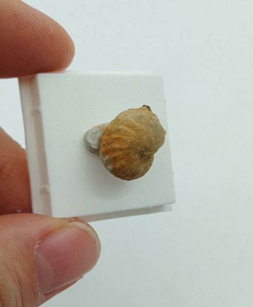 Pharkidontus percarinatus - Ref2