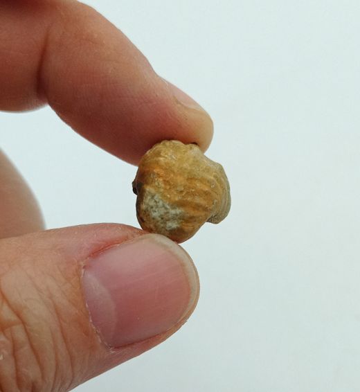 Pharkidontus percarinatus - Ref2