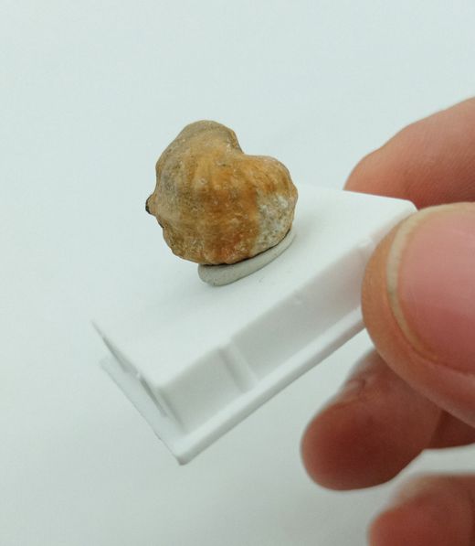 Pharkidontus percarinatus - Ref2