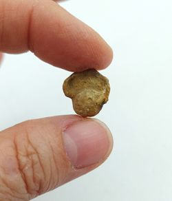 Pharkidontus percarinatus - Ref2