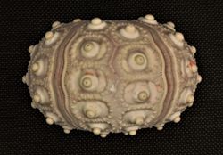 Phyllacanthus imperialis