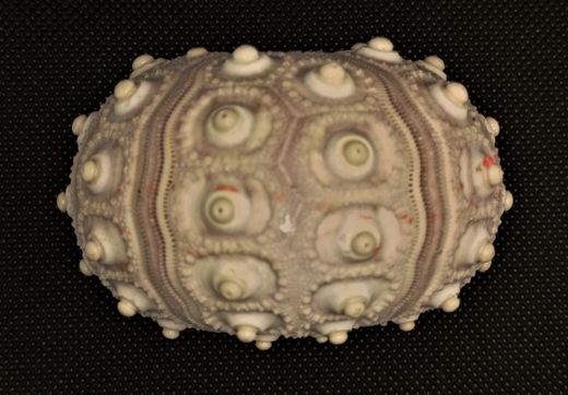 Phyllacanthus imperialis