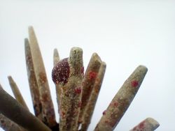 Phyllacantus imperialis (con espinas)