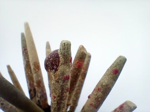 Phyllacantus imperialis (con espinas)