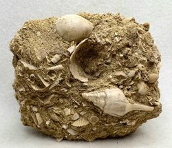 Pitar lunularia + Clavilithes noae