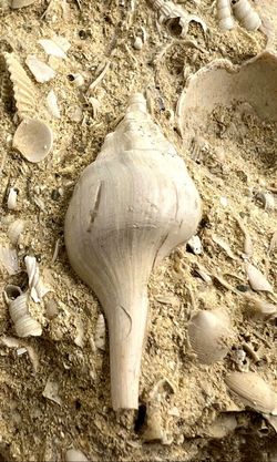 Pitar lunularia + Clavilithes noae