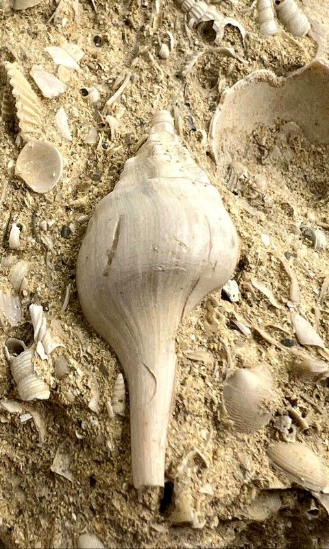 Pitar lunularia + Clavilithes noae