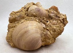 Pitar Lunularis