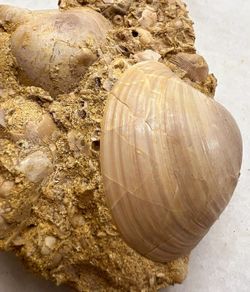 Pitar Lunularis