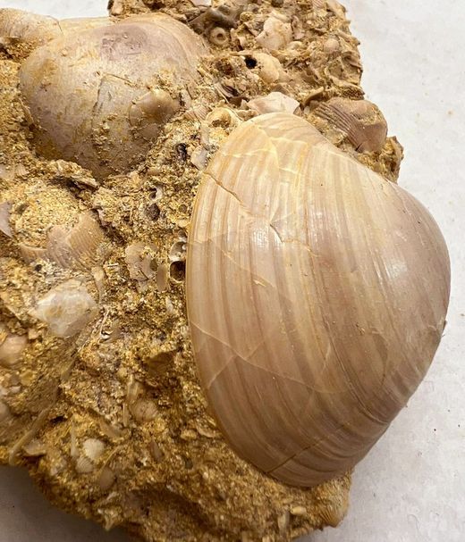 Pitar Lunularis