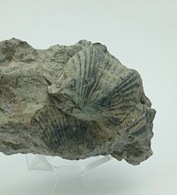Platystrophia ponderosa
