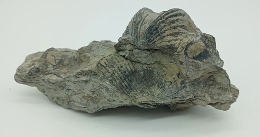 Platystrophia ponderosa