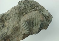 Platystrophia ponderosa