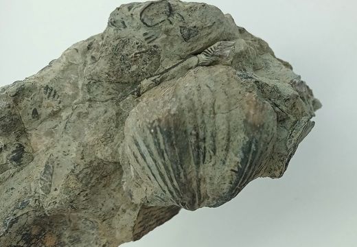 Platystrophia ponderosa