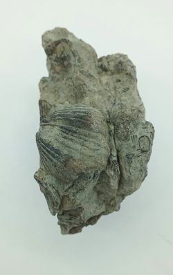 Platystrophia ponderosa