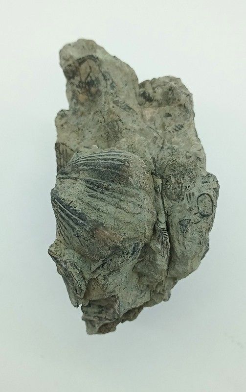 Platystrophia ponderosa