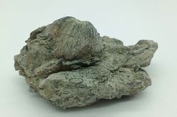 Platystrophia ponderosa