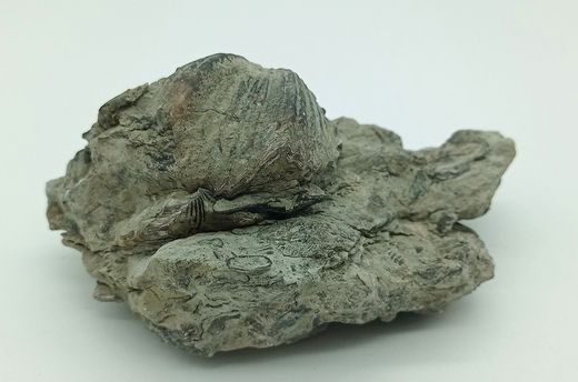Platystrophia ponderosa