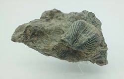 Platystrophia ponderosa