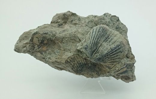 Platystrophia ponderosa