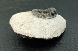 Proetus granulosus (Individuo en matriz)