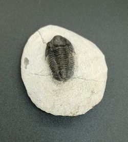 Proetus granulosus (Individuo en matriz)