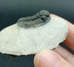 Proetus granulosus (Individuo en matriz)