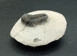 Proetus granulosus (Individuo en matriz)