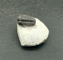 Proetus granulosus (Individuo en matriz 3)