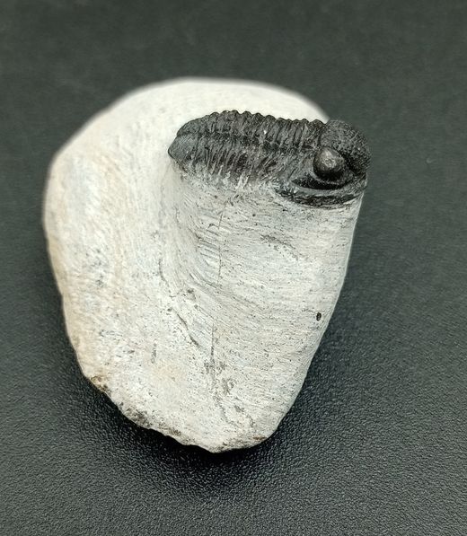 Proetus granulosus (Individuo en matriz 3)