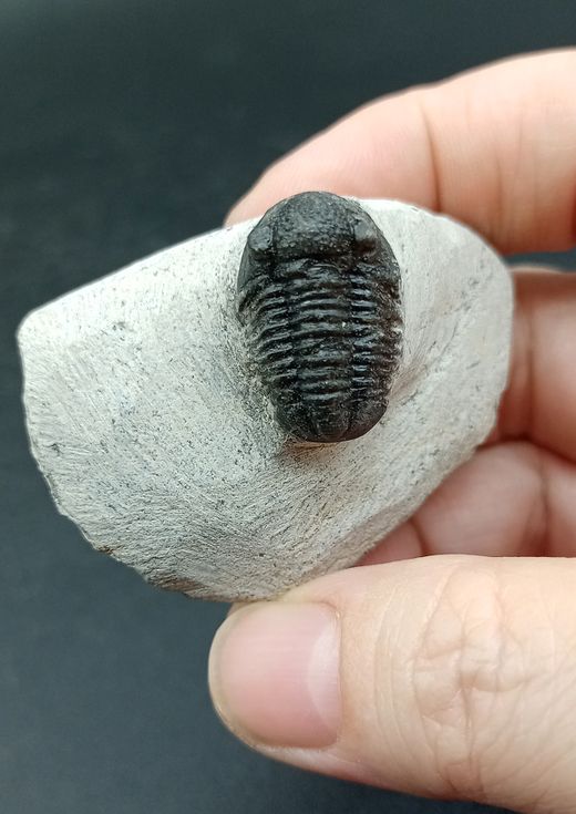 Proetus granulosus (Individuo en matriz 3)