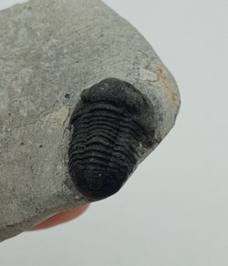 Proetus granulosus (Individuo está completo)