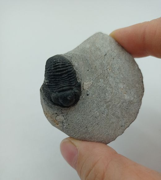 Proetus granulosus (Individuo está completo)