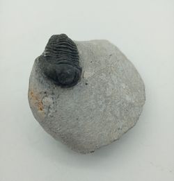 Proetus granulosus (Individuo está completo)