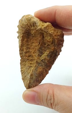 Pterotrigonia caudata