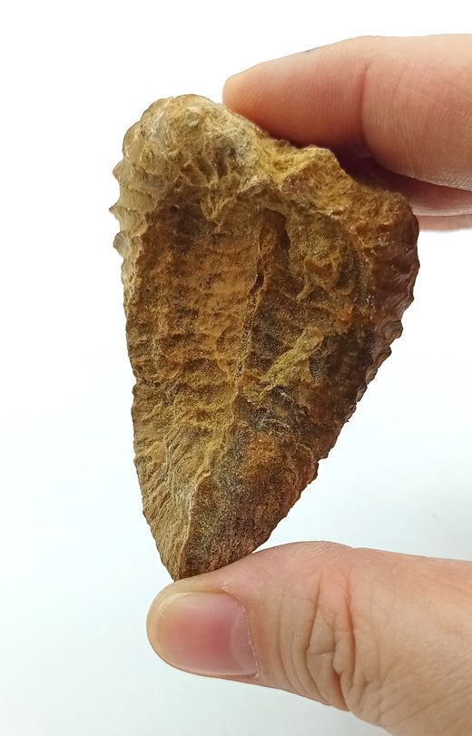 Pterotrigonia caudata