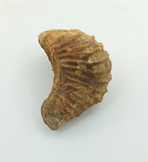 Pterotrigonia caudata