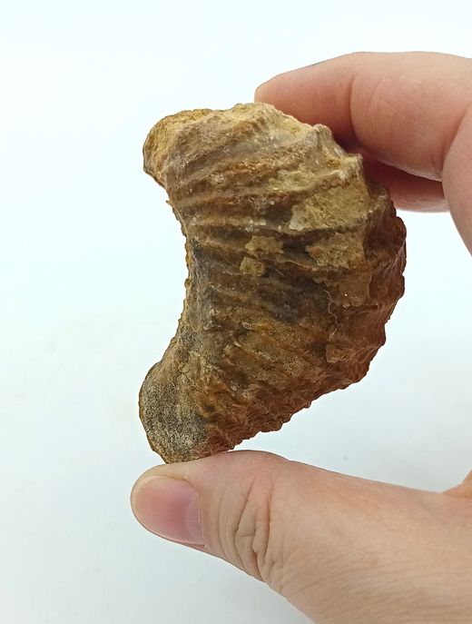 Pterotrigonia caudata