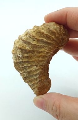 Pterotrigonia caudata