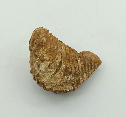 Pterotrigonia caudata