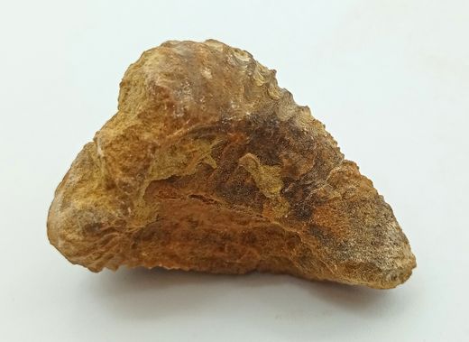 Pterotrigonia caudata