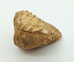 Pterotrigonia caudata