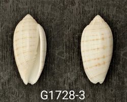 Pterygia undulosa