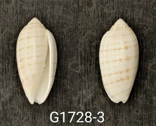 Pterygia undulosa