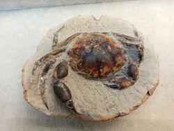 Pulalius vulgaris